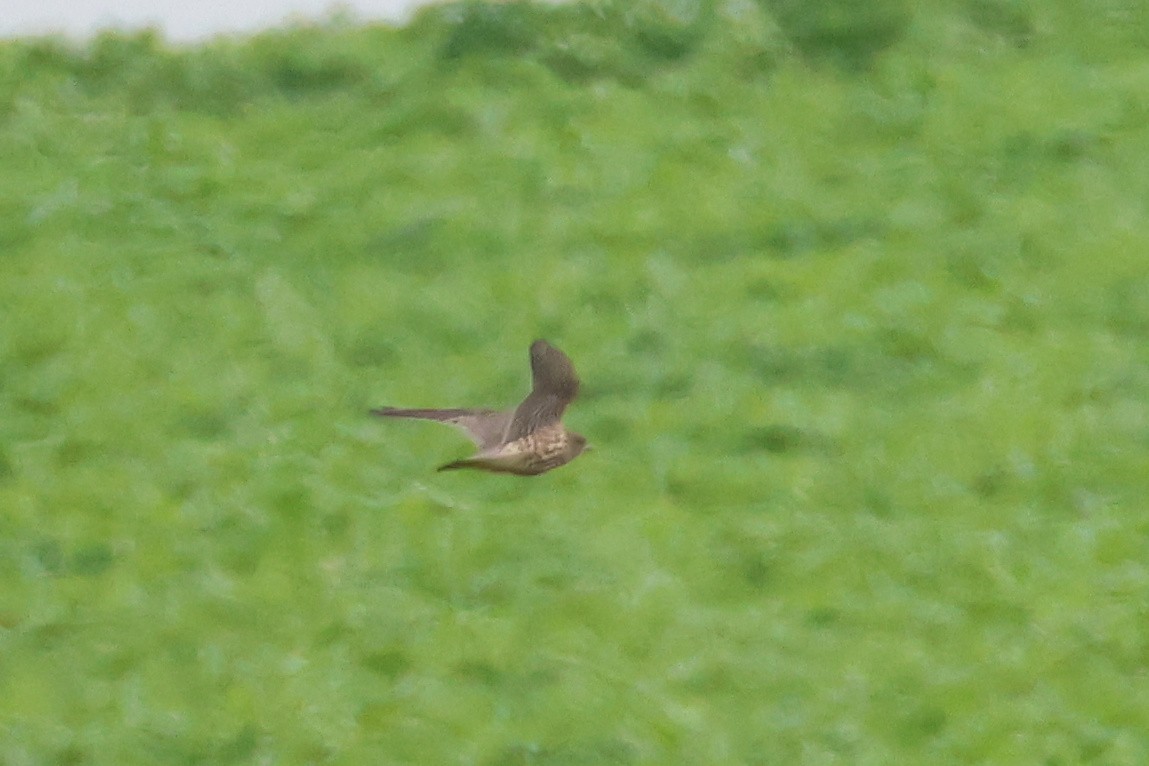 Merlin - ML642855665