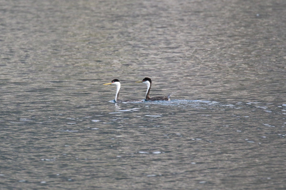 Western Grebe - ML642855666