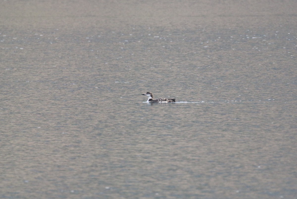 Common Loon - ML642855671