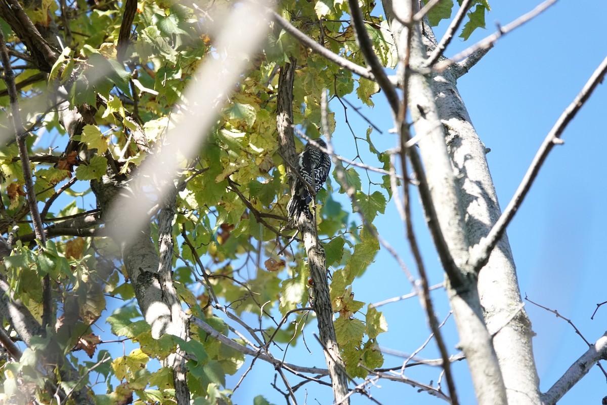 Yellow-bellied Sapsucker - ML642855672