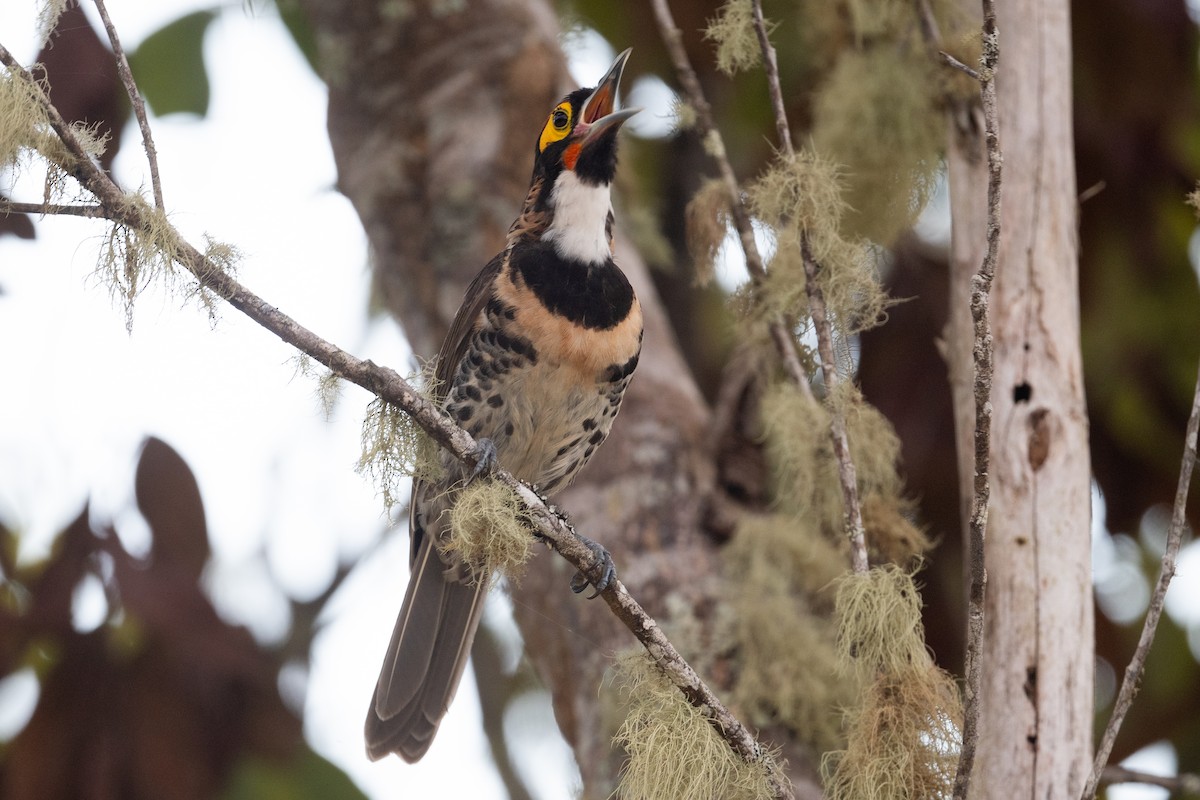 Ornate Melidectes - ML642855683