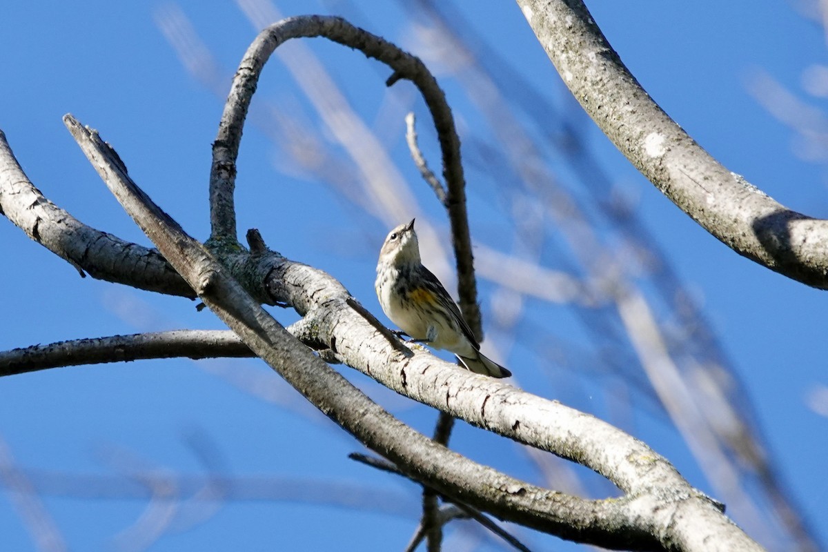 Yellow-rumped Warbler - ML642855685