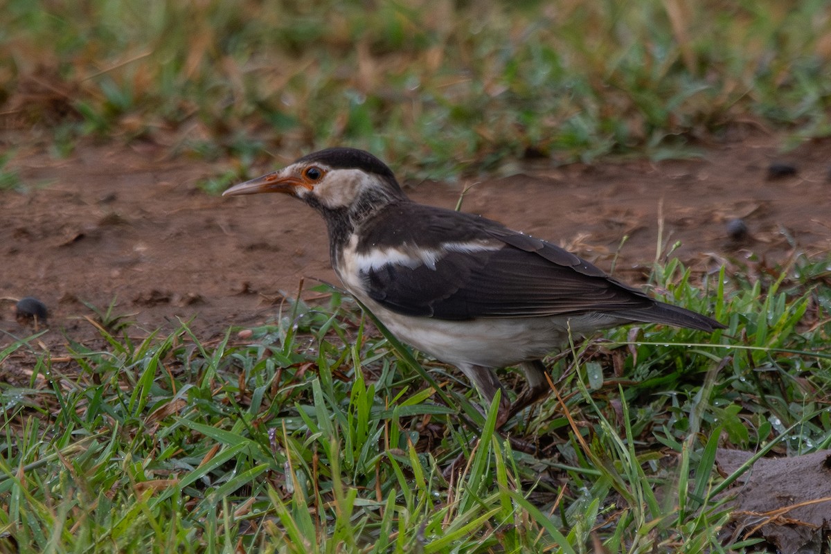 Indian Pied Starling - ML642855687
