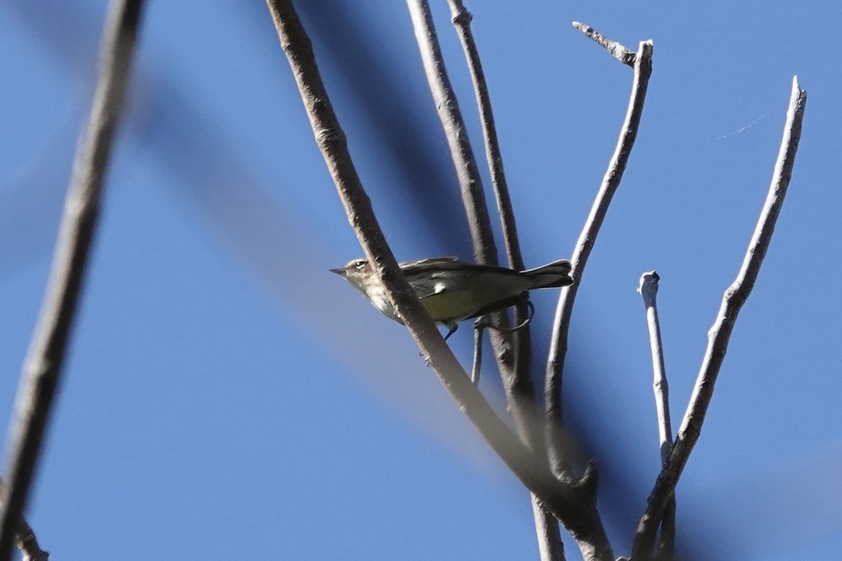 Yellow-rumped Warbler - ML642855690