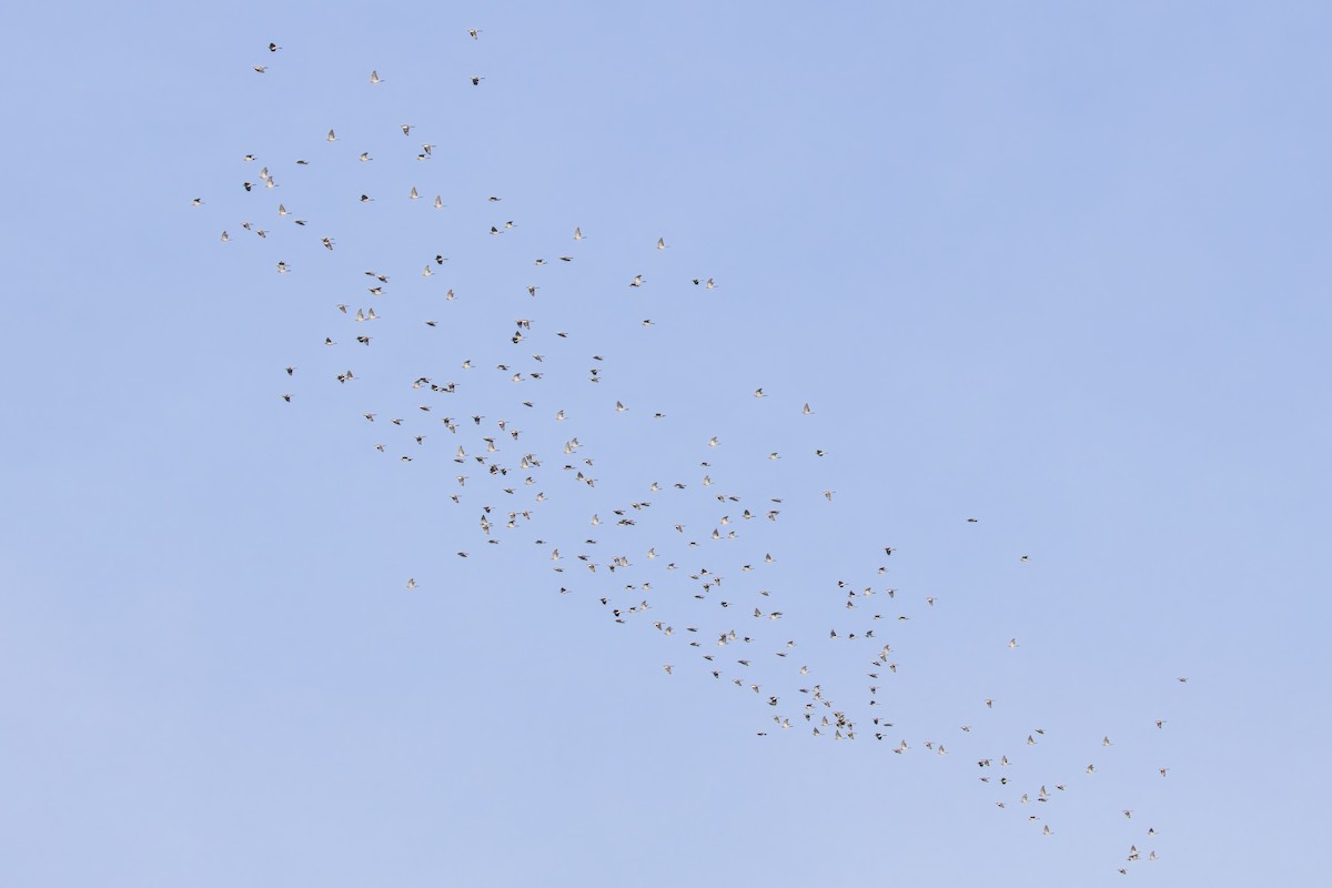 Common Wood-Pigeon - ML642855697