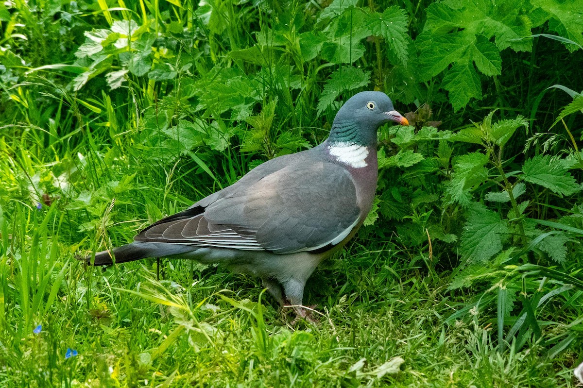 Common Wood-Pigeon - ML642855700