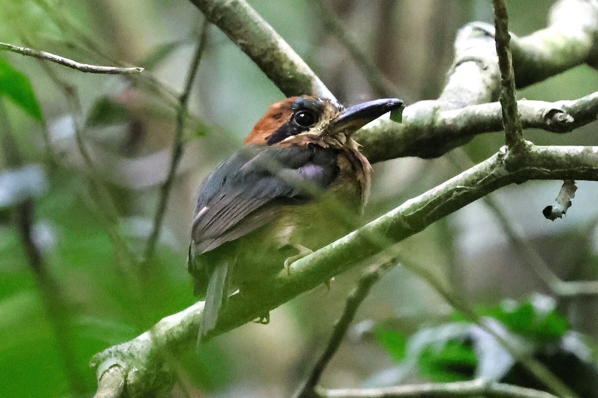 Tody Motmot - ML642855701