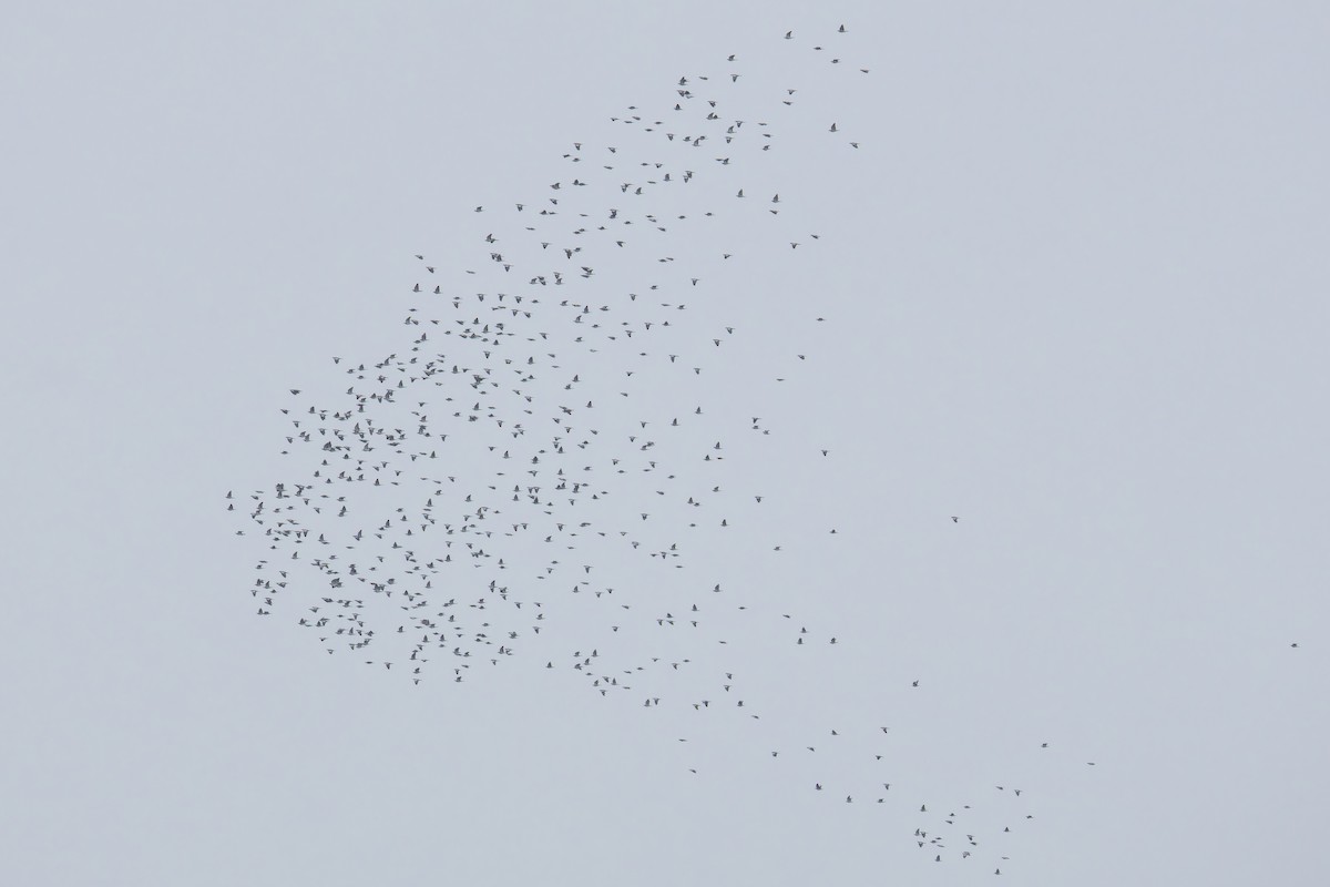 Common Wood-Pigeon - ML642855703