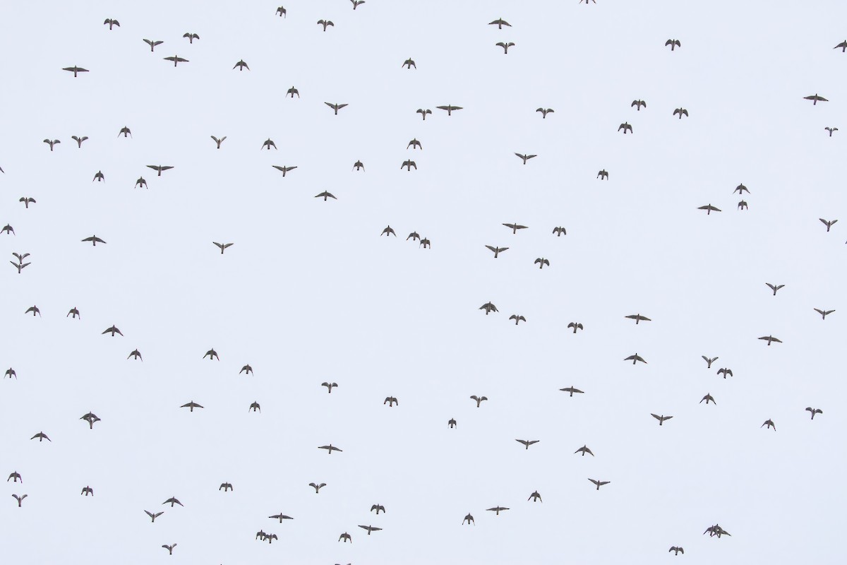 Common Wood-Pigeon - ML642855704