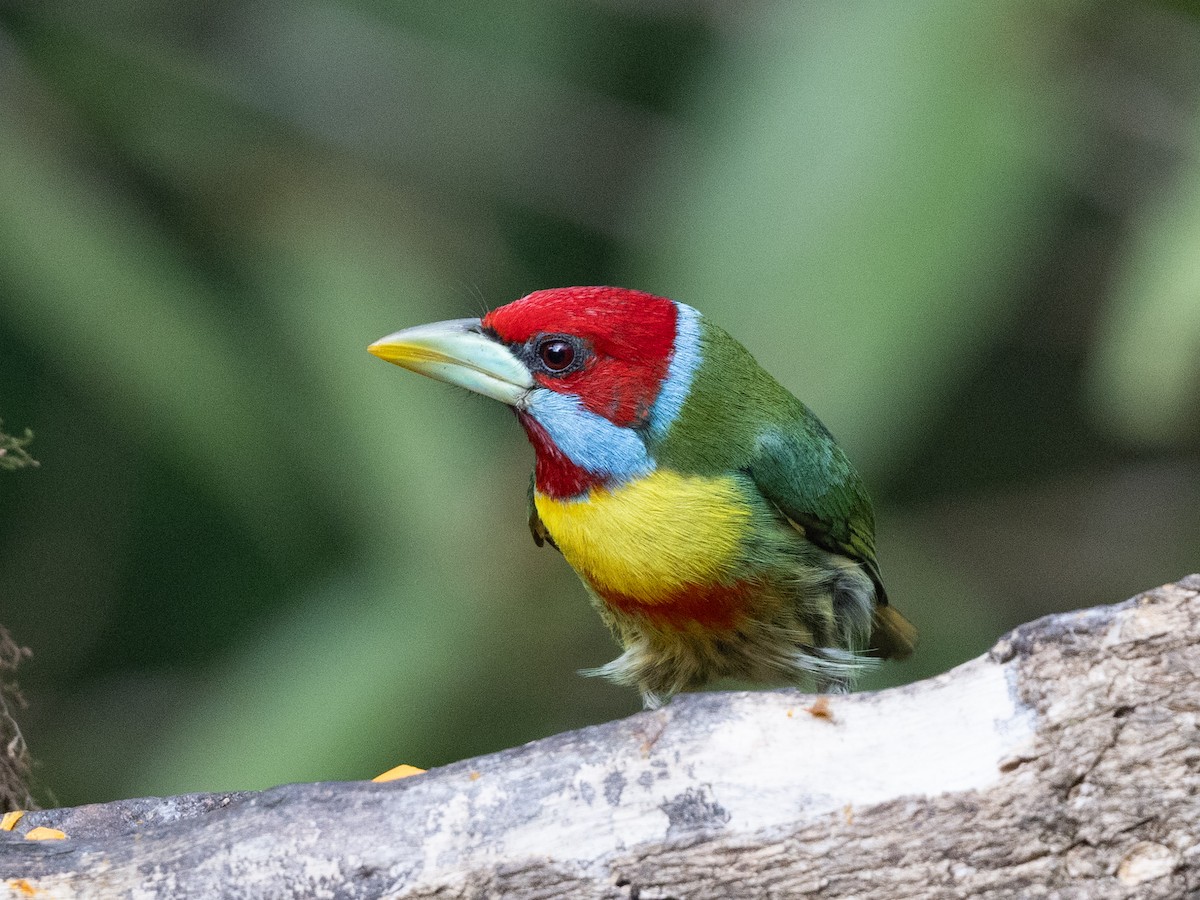 Versicolored Barbet - ML642855712
