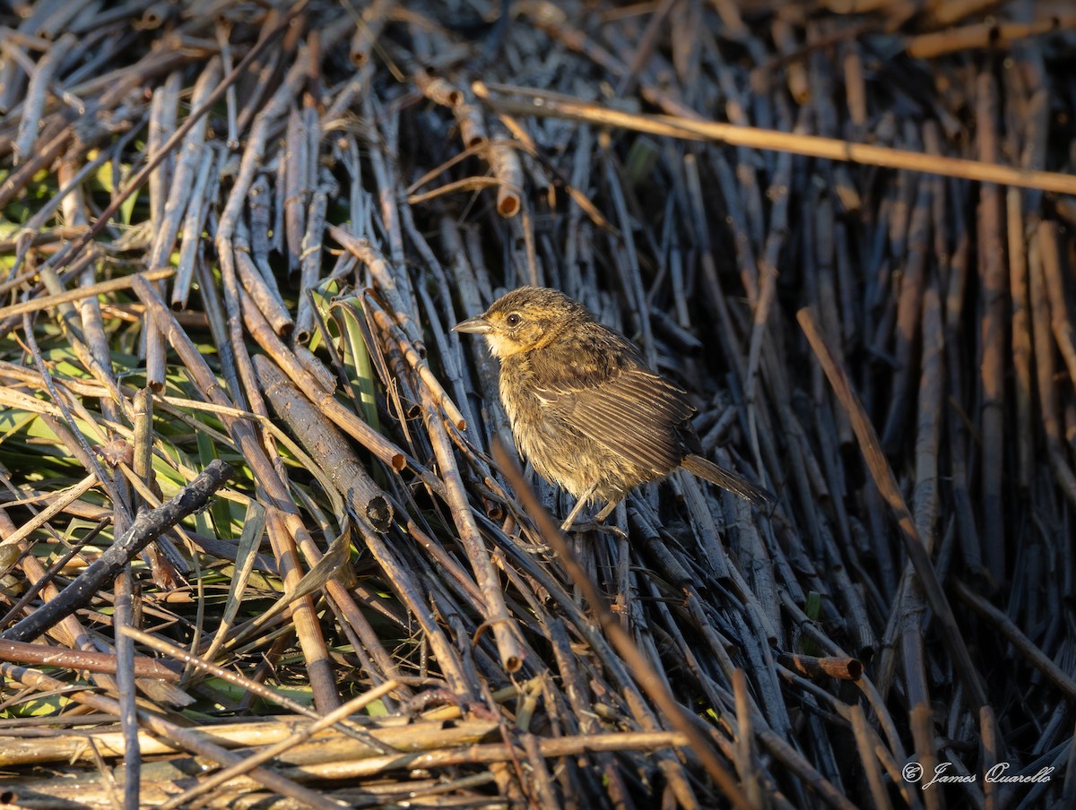 Seaside Sparrow - ML642855715