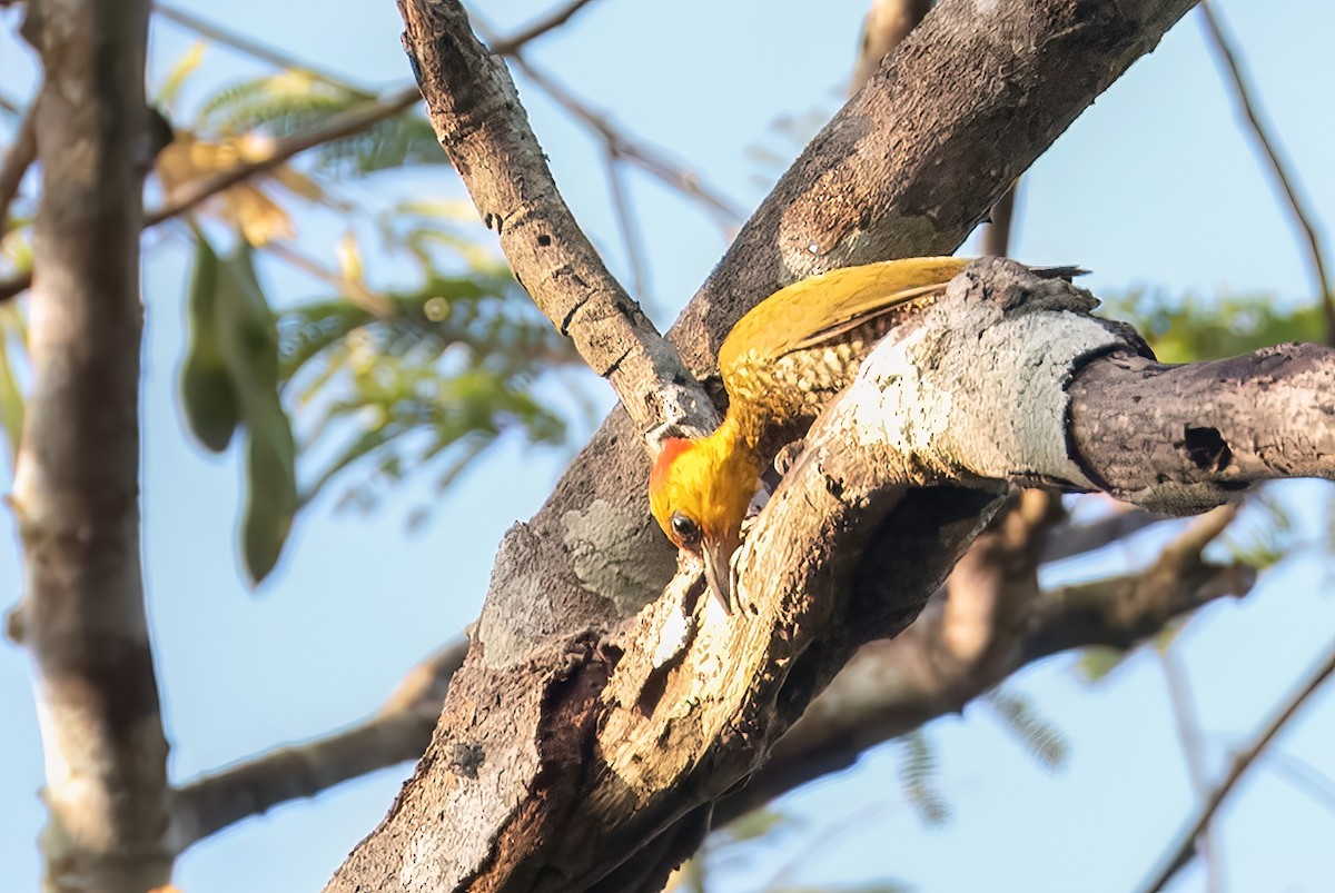 Carpintero Gorjigualdo - ML642855720