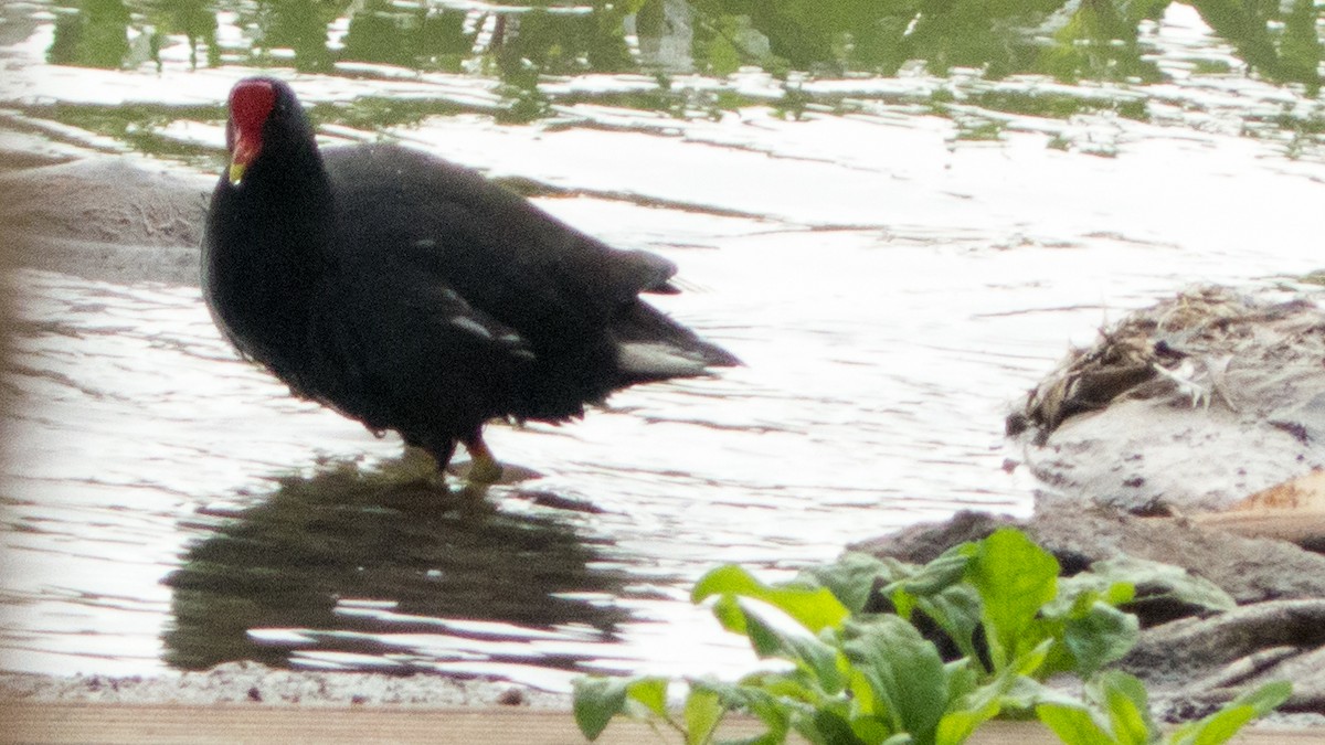Common Gallinule - ML642855725