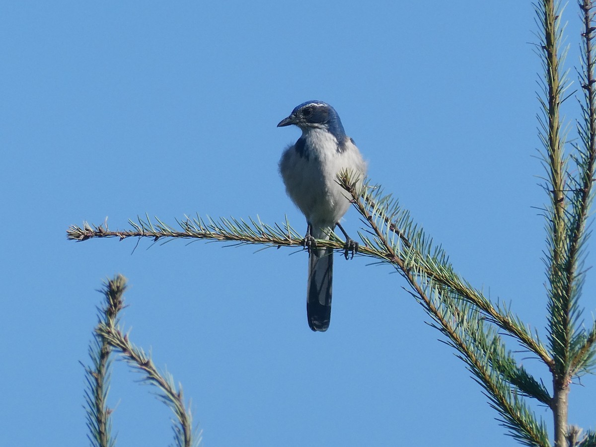 California Scrub-Jay - ML642855728