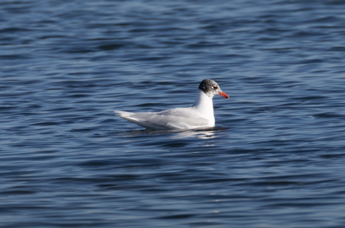 Mediterranean Gull - ML642855733