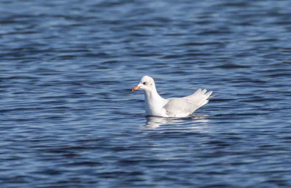 Mediterranean Gull - ML642855734