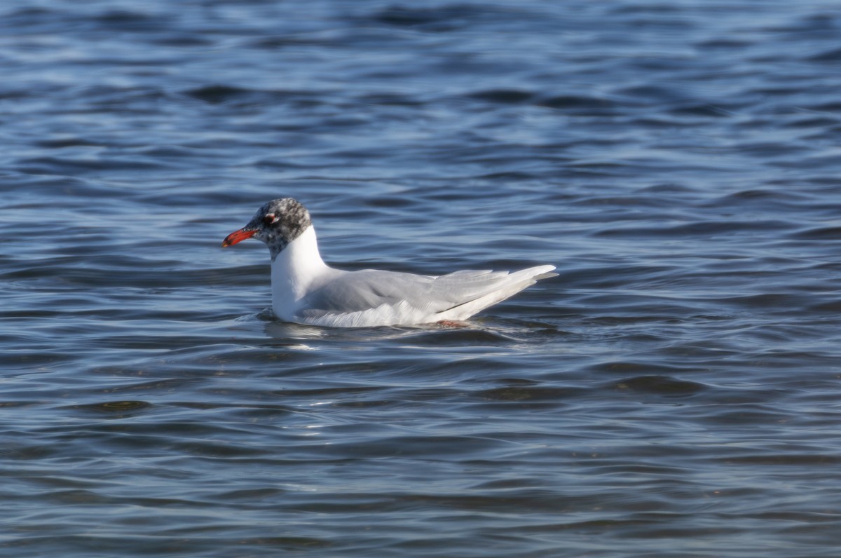 Mediterranean Gull - ML642855735