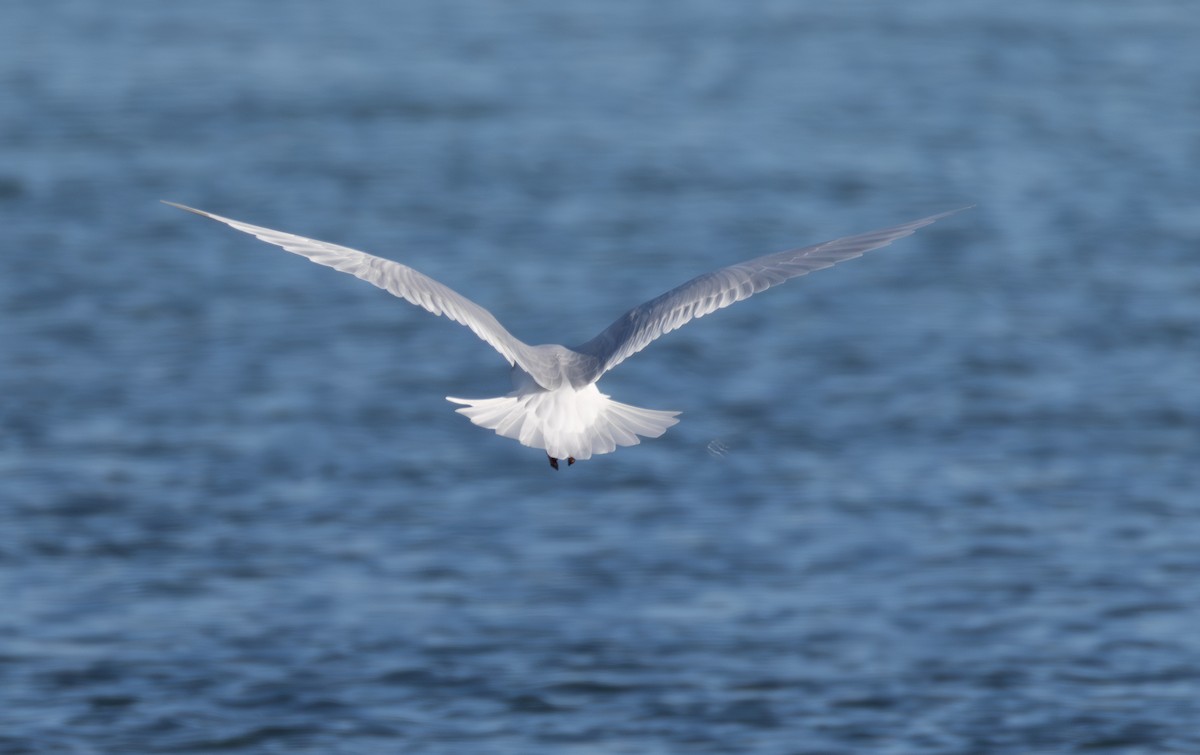 Mediterranean Gull - ML642855736
