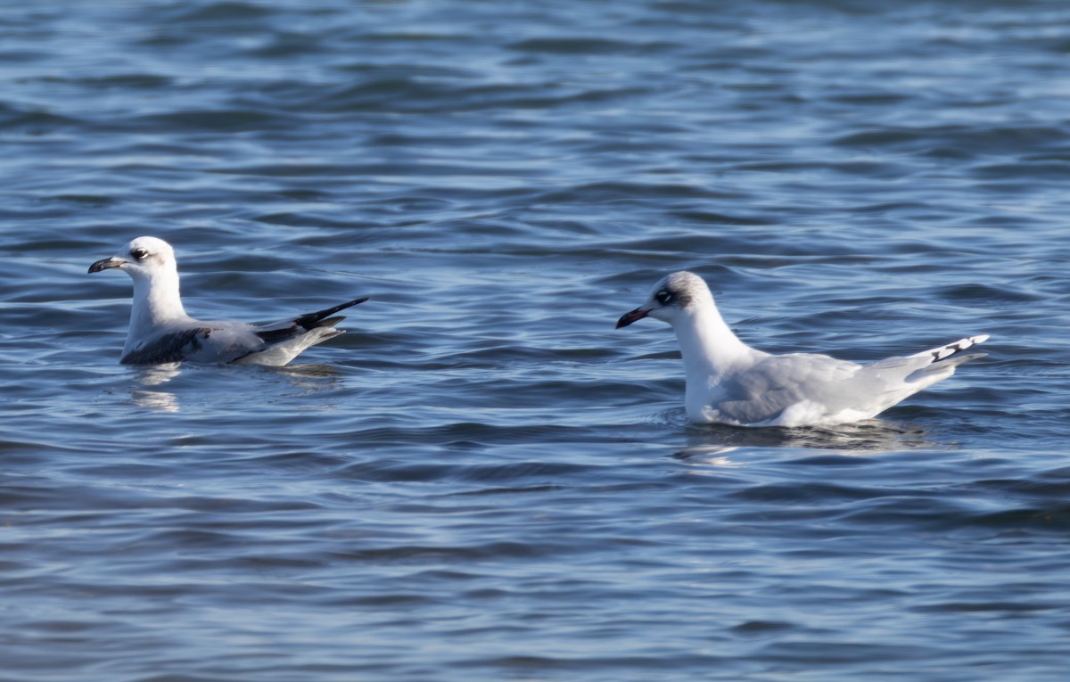 Mediterranean Gull - ML642855737