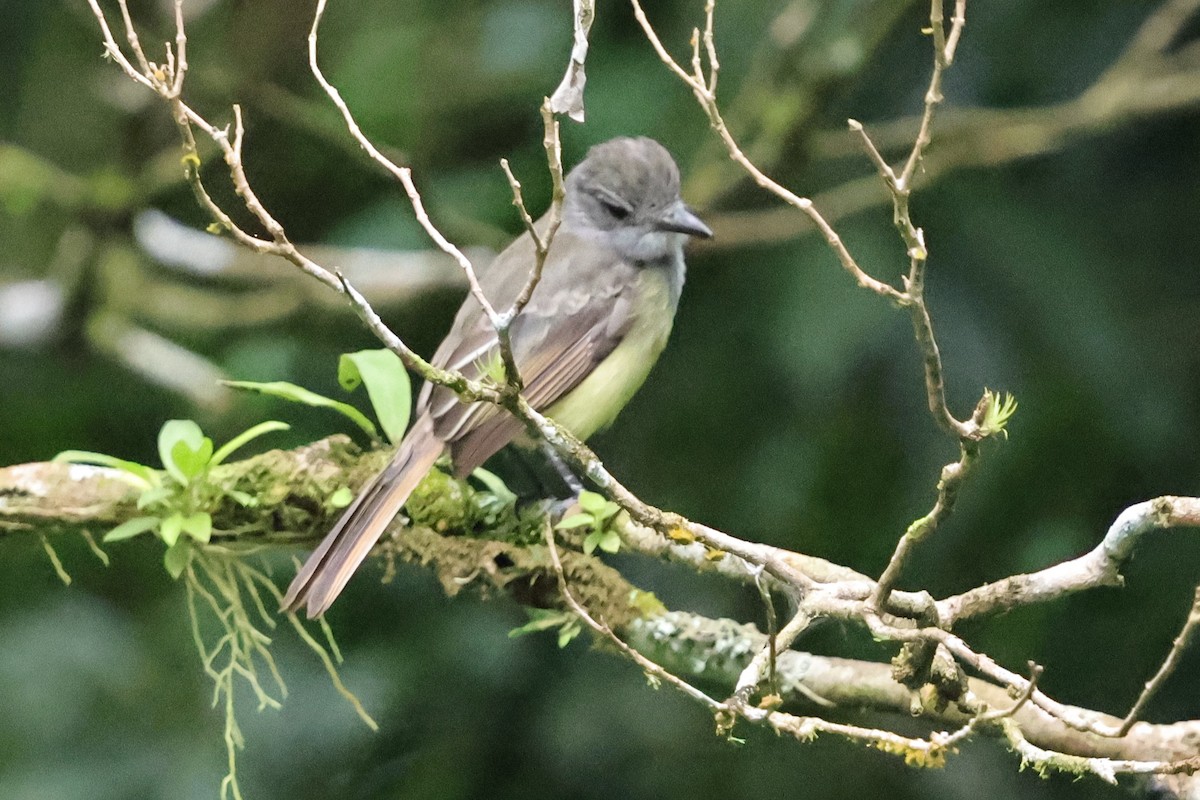 Panama Flycatcher - ML642855742