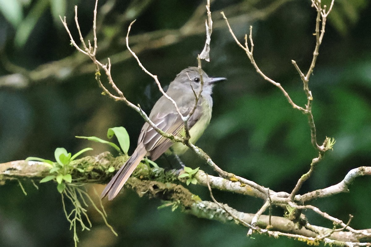 Panama Flycatcher - ML642855743