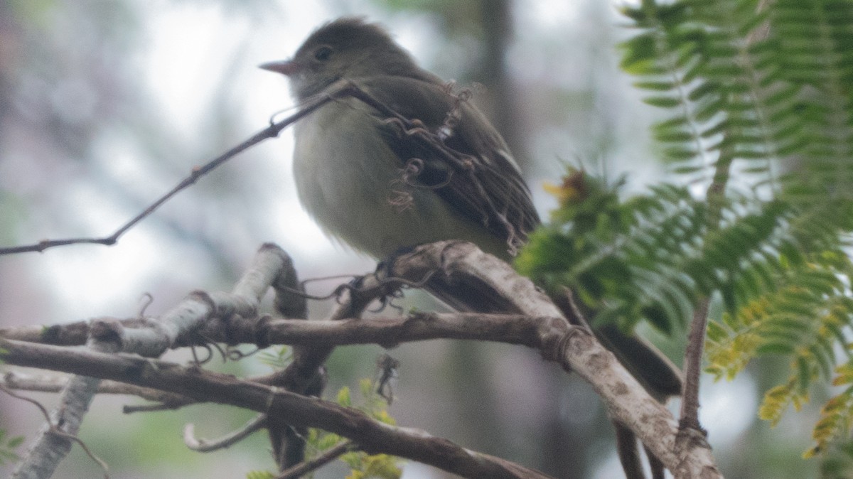 Small-billed Elaenia - ML642855746