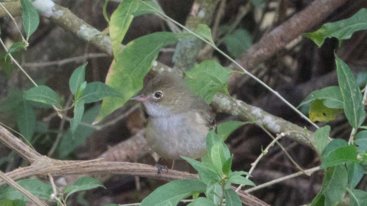 Small-billed Elaenia - ML642855747