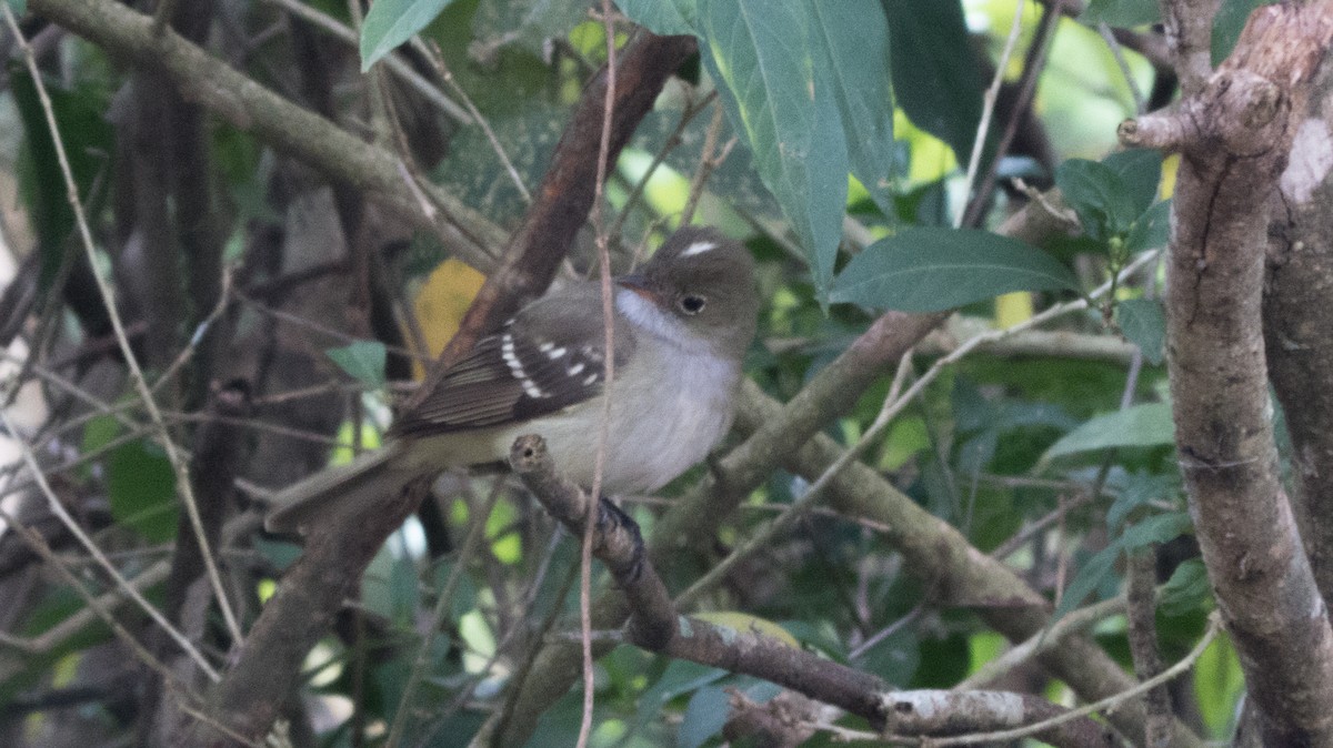 Small-billed Elaenia - ML642855748