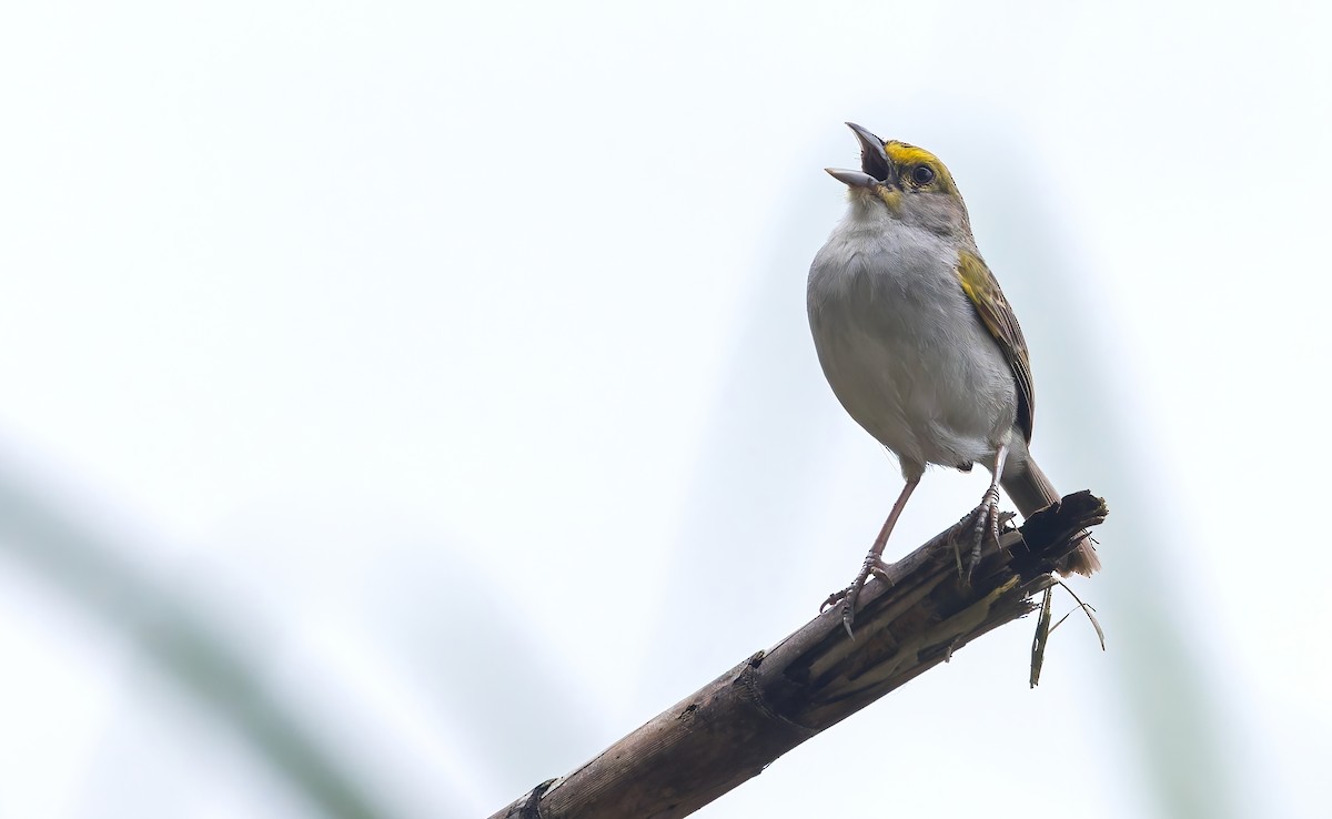 Yellow-browed Sparrow - ML642855750