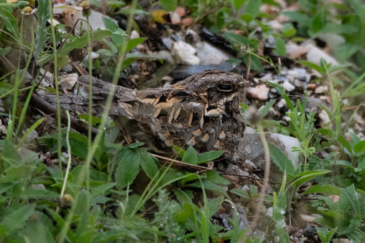 Indian Nightjar - ML642855751
