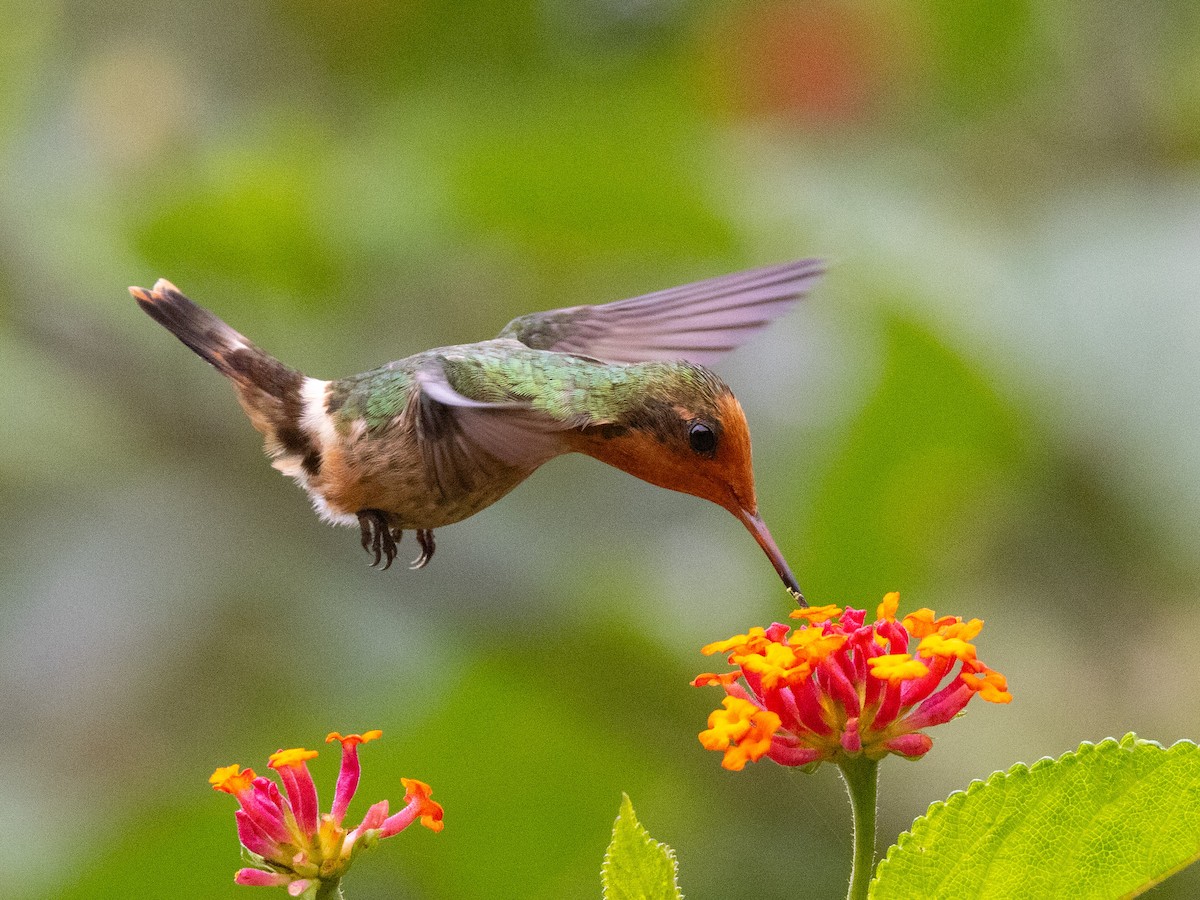 Rufous-crested Coquette - ML642855752