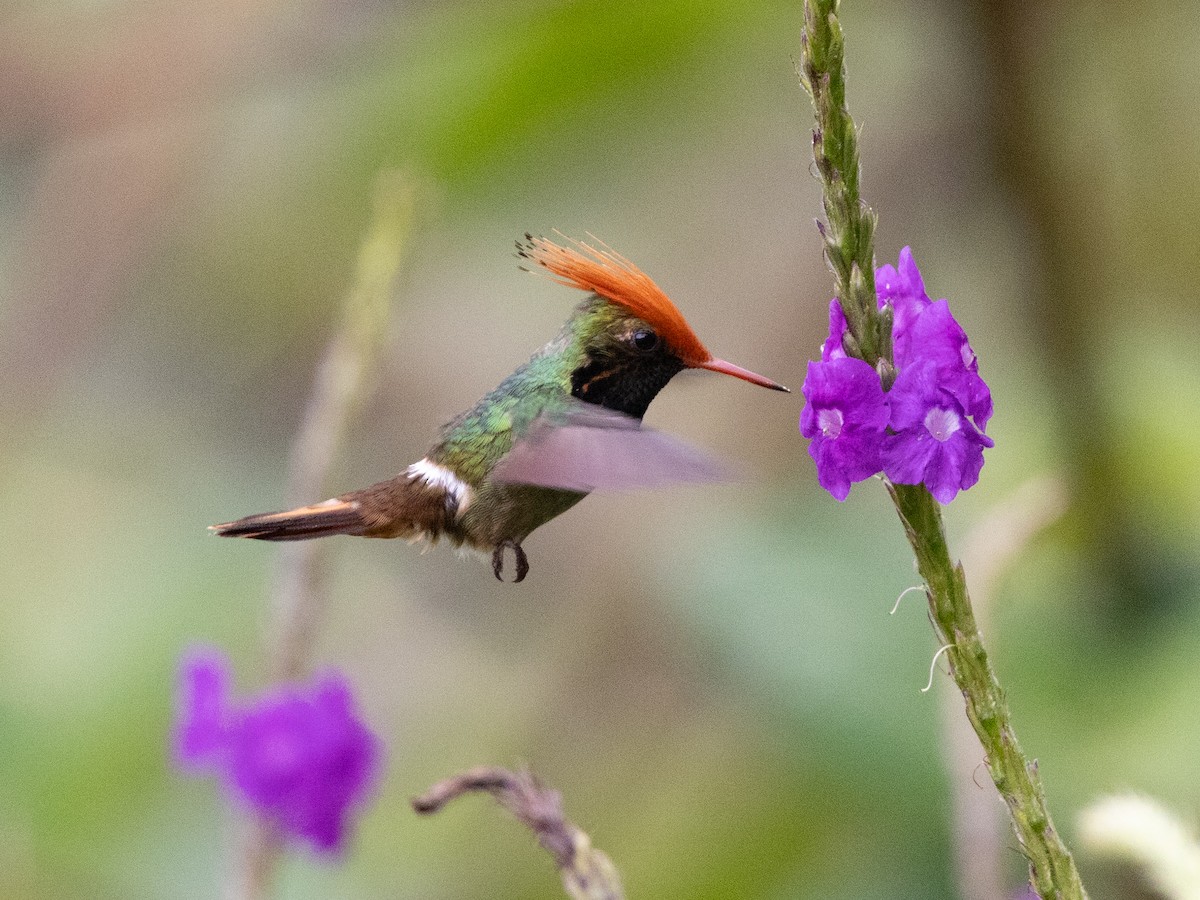 Rufous-crested Coquette - ML642855753
