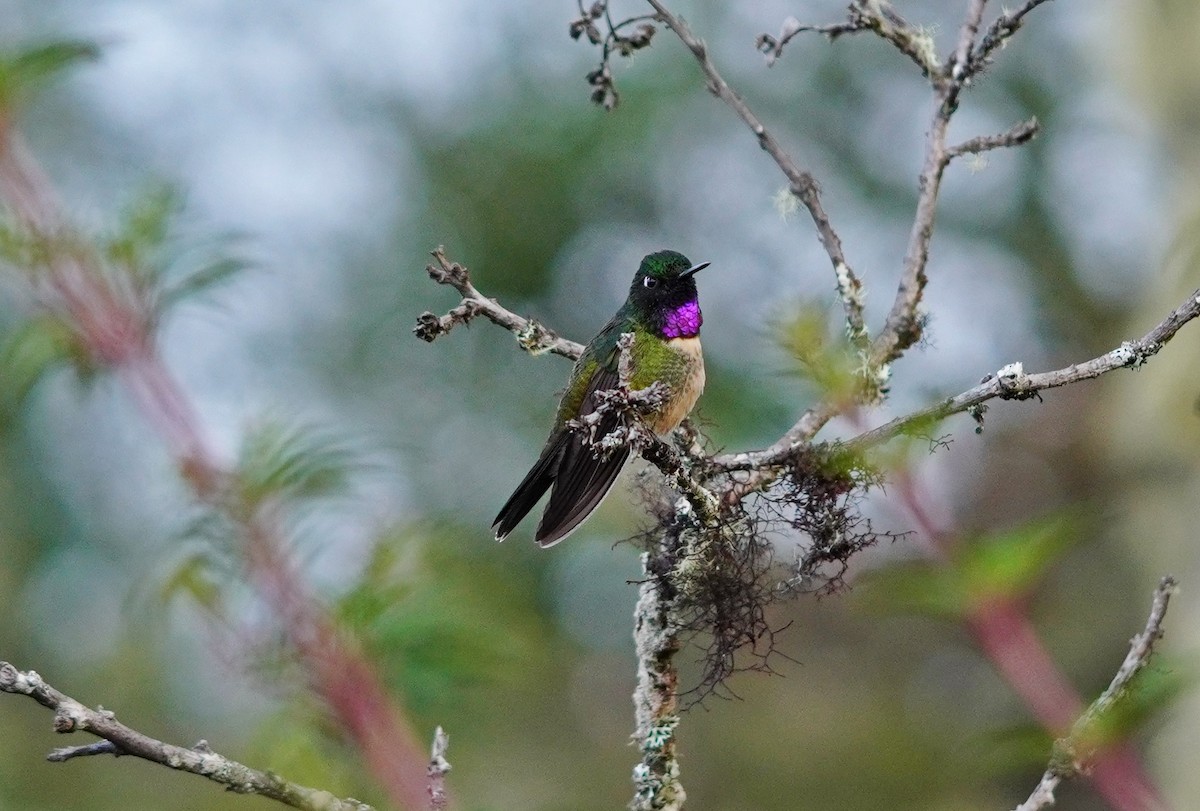 Amethyst-throated Sunangel - ML642855762