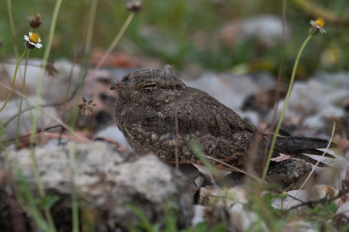 Savanna Nightjar - ML642855764