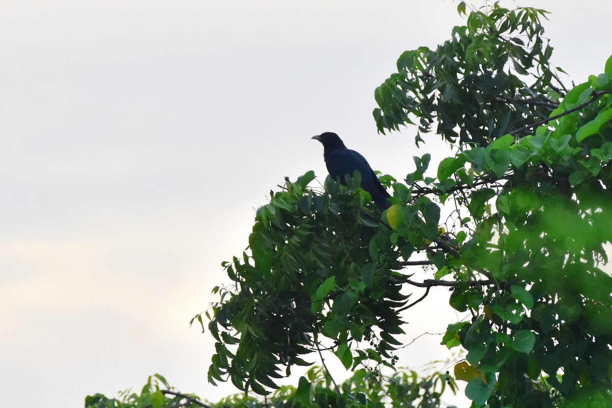 Asian Koel - ML642855768