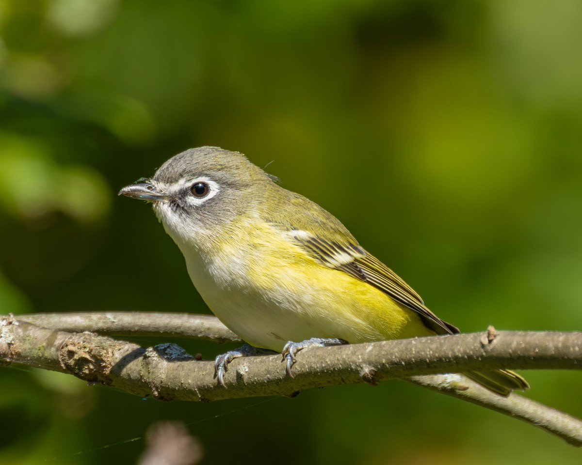Blue-headed Vireo - ML642855769