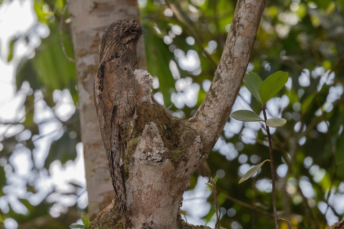 Common Potoo - ML642855782