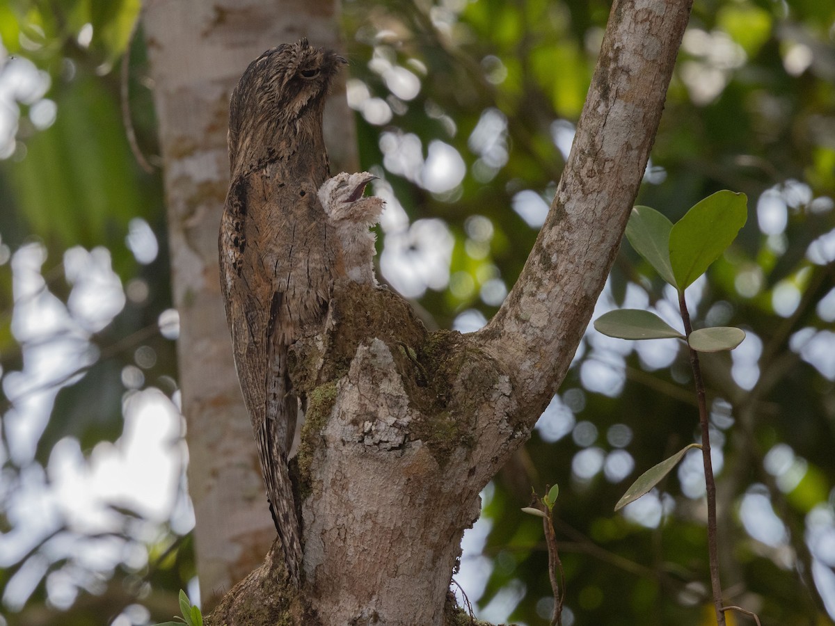 Common Potoo - ML642855783