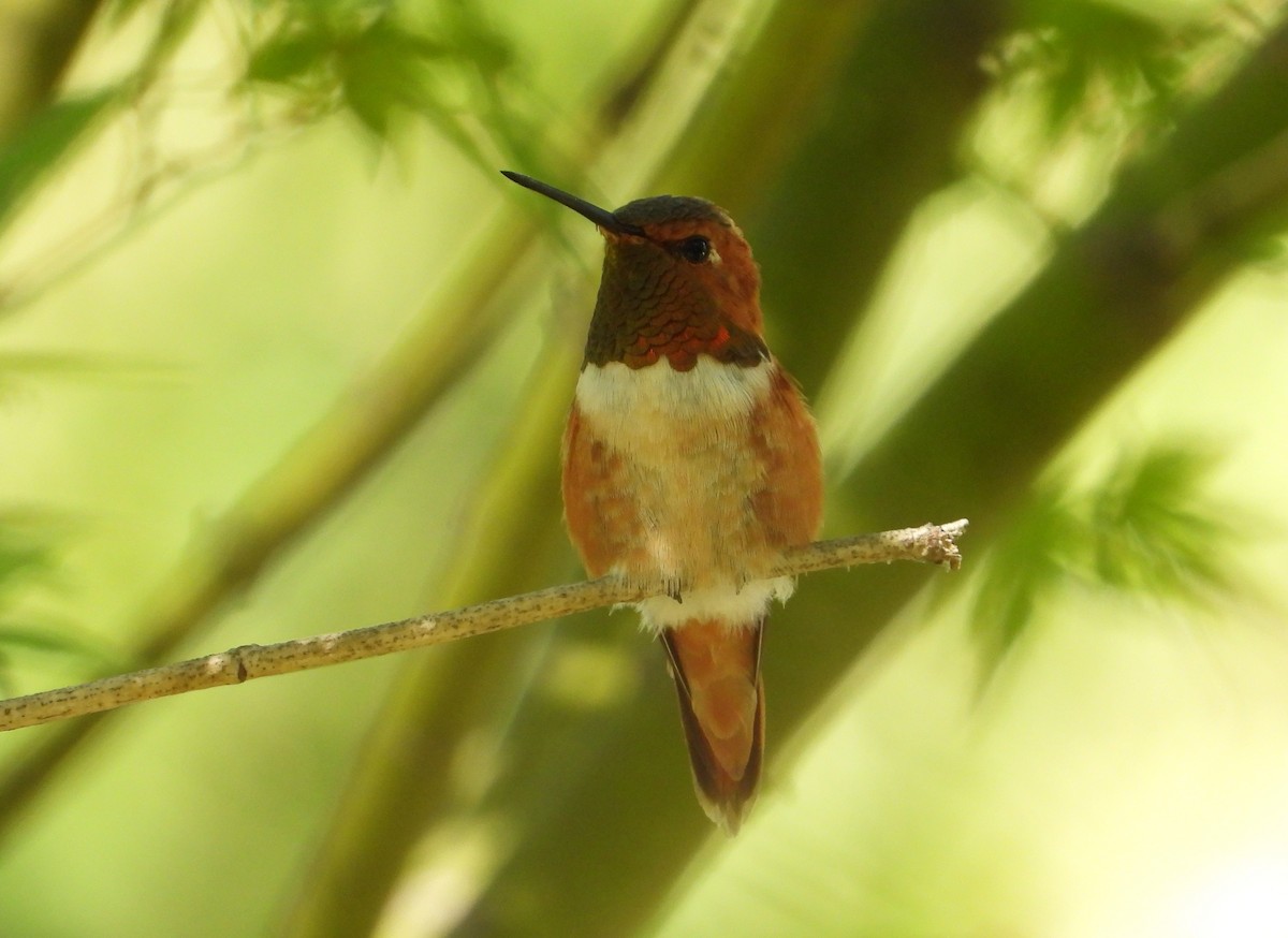 Rufous Hummingbird - ML642855794