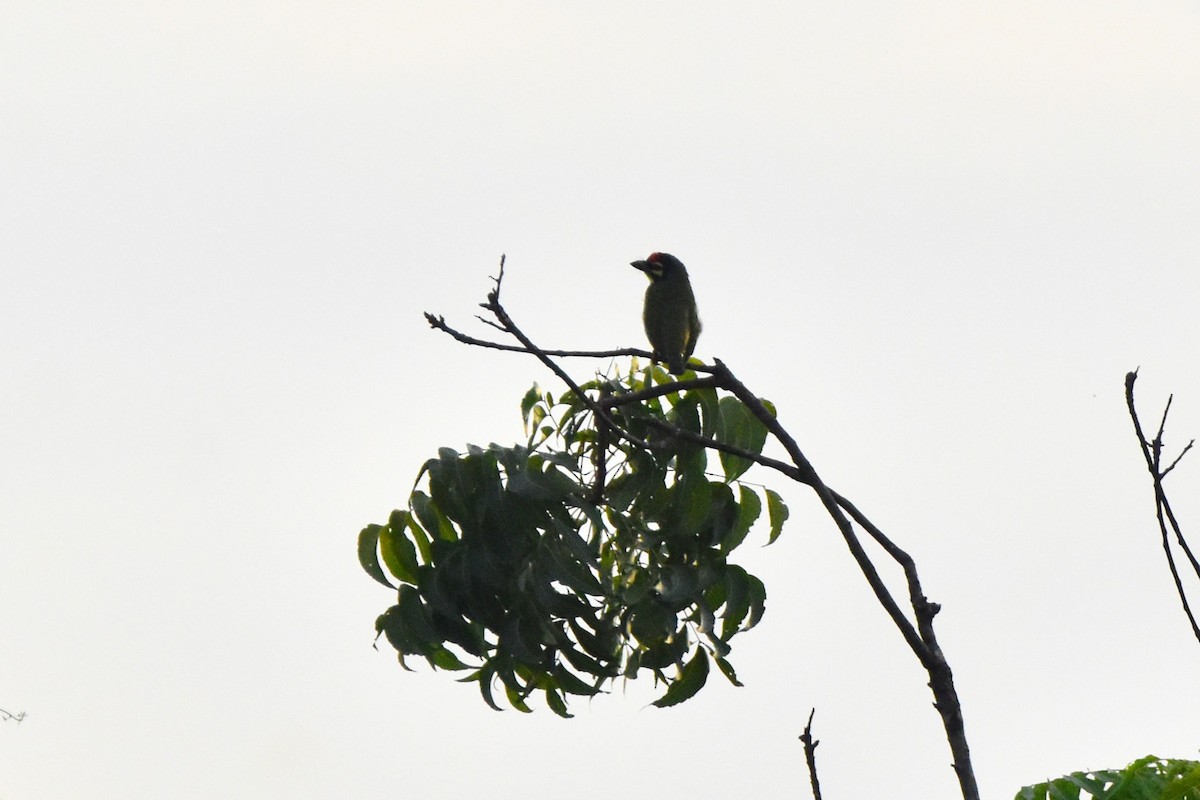 Coppersmith Barbet - ML642855795