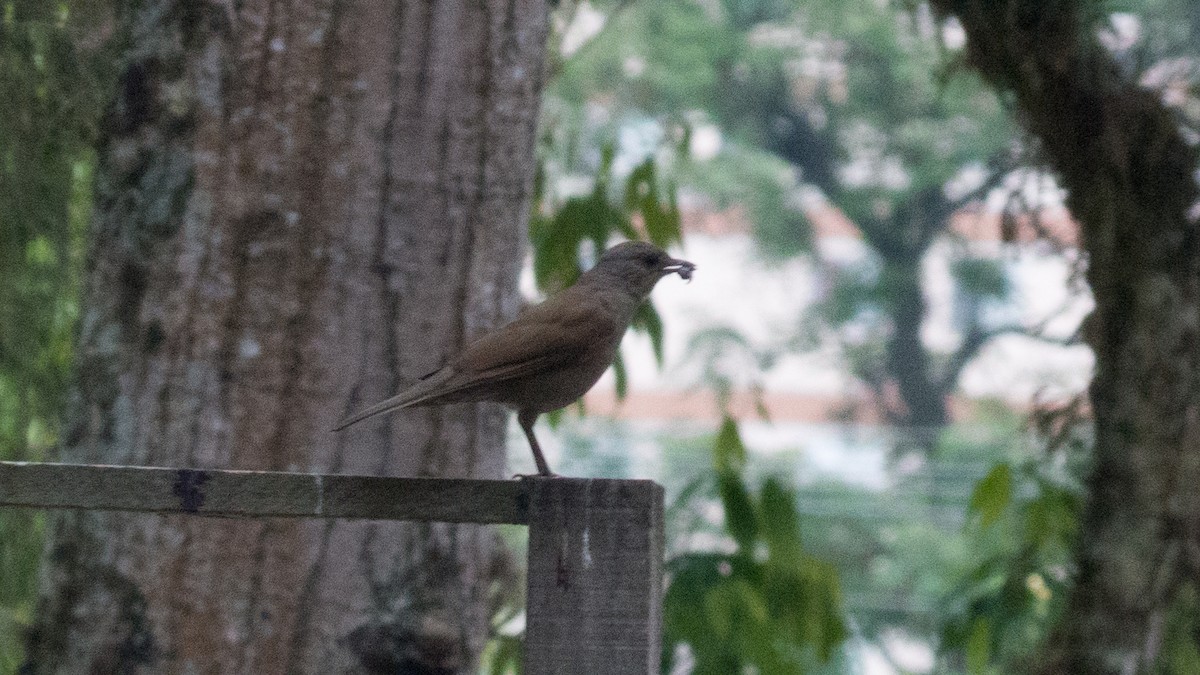 Pale-breasted Thrush - ML642855796