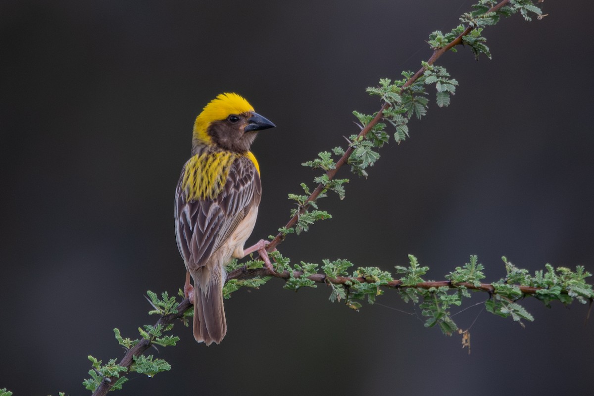 Baya Weaver - ML642855797