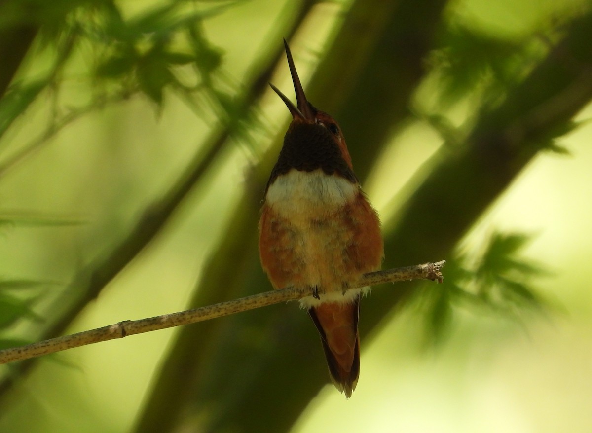 Rufous Hummingbird - ML642855798