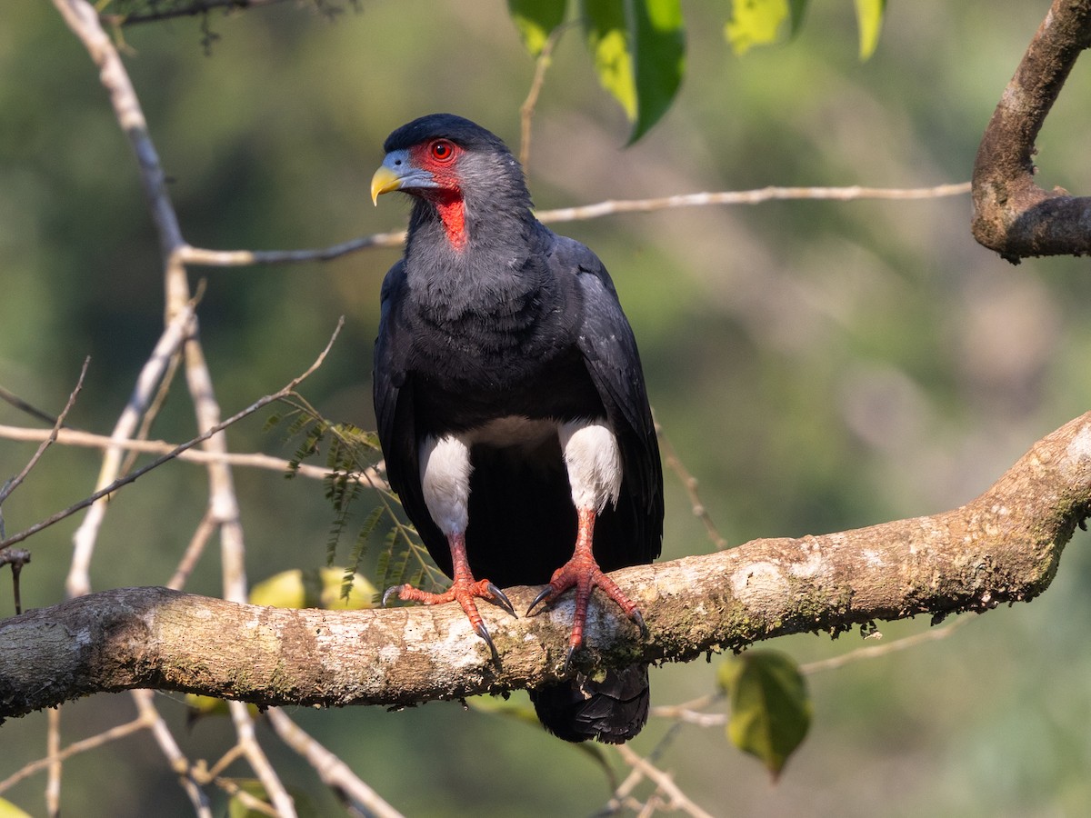 Red-throated Caracara - ML642855801