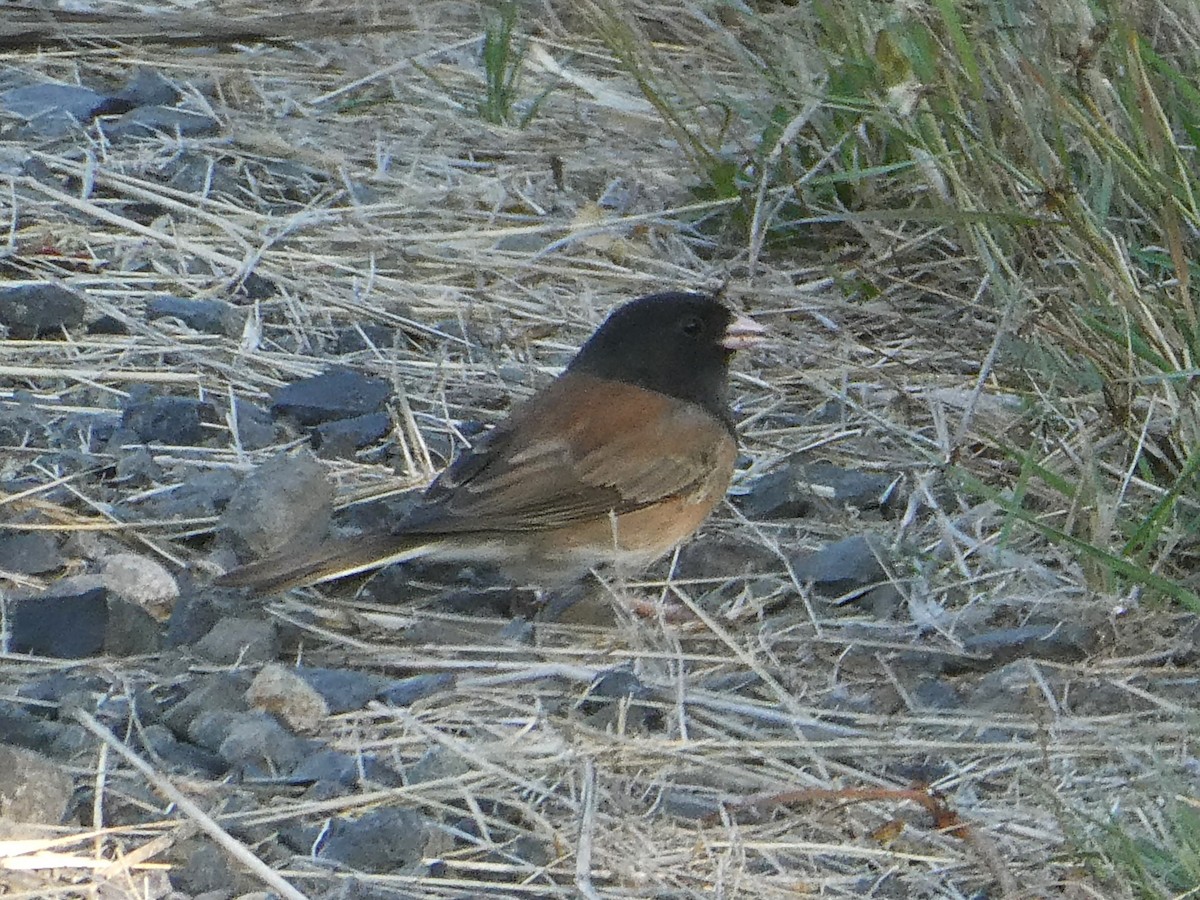 Dark-eyed Junco (Oregon) - ML642855803
