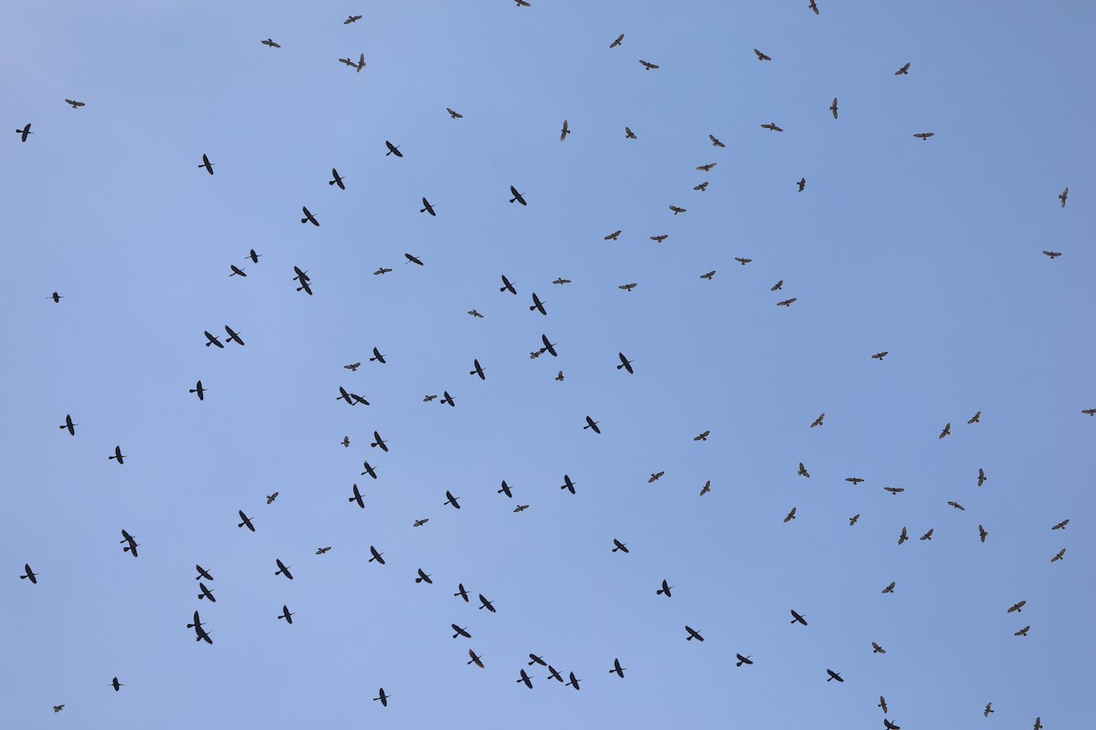Broad-winged Hawk - ML642855810