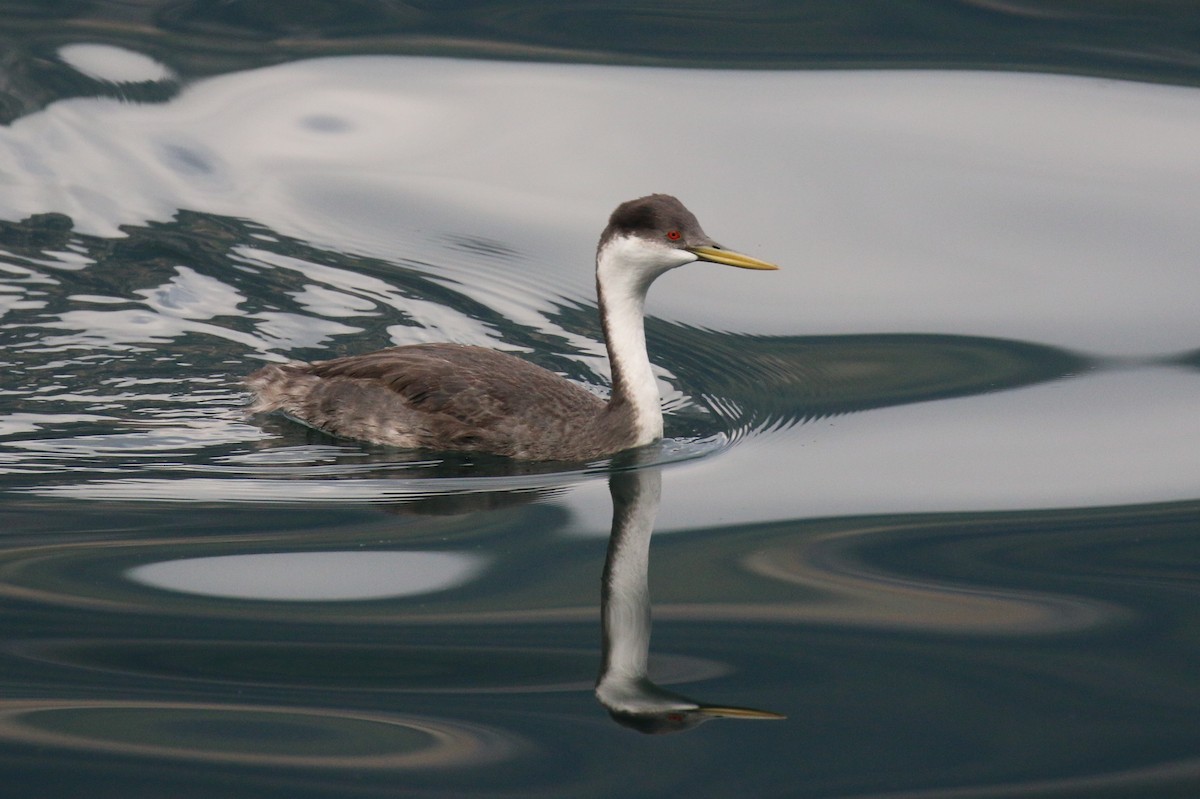 Western Grebe - ML642855813