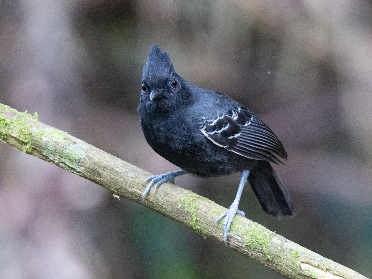 White-lined Antbird - ML642855820