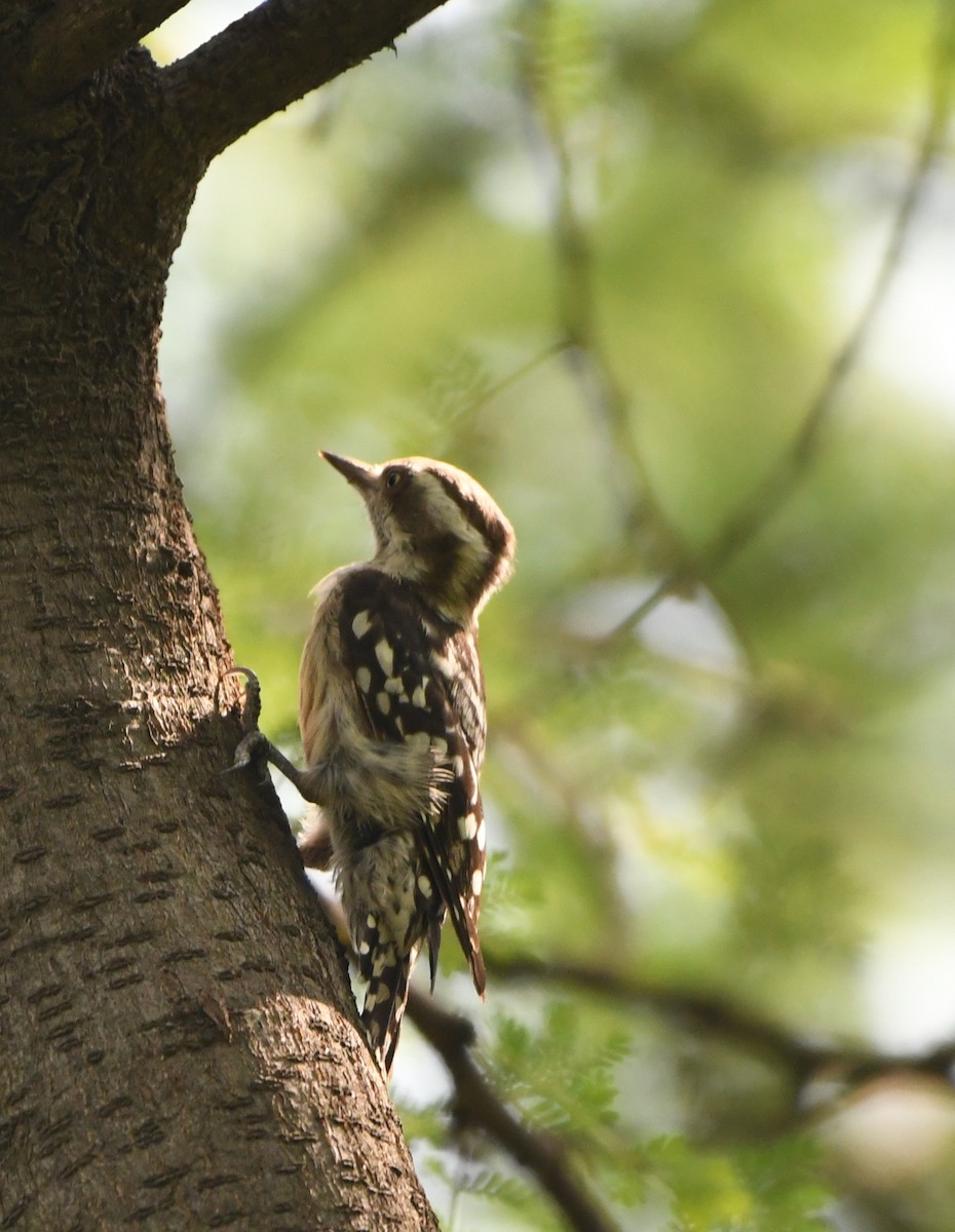 Brown-capped Pygmy Woodpecker - ML642855821