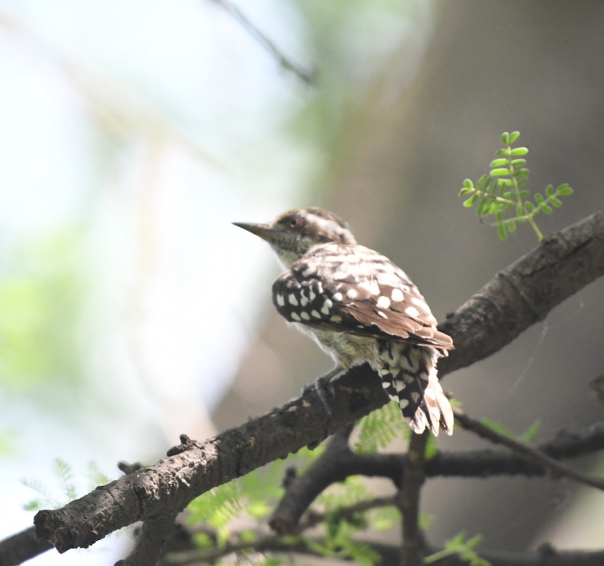 Brown-capped Pygmy Woodpecker - ML642855822